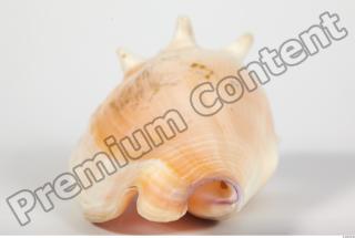 Seashell 0043